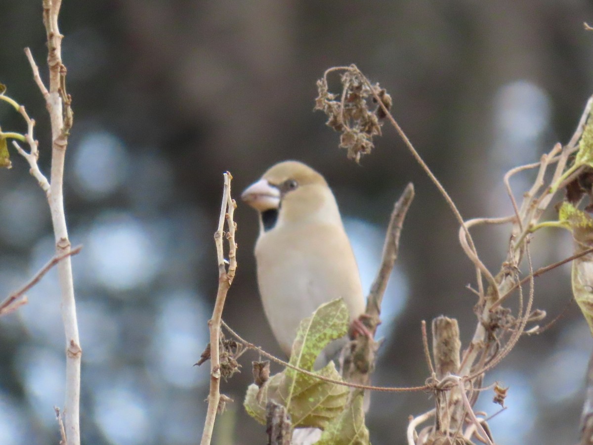 臘嘴雀 - ML646503707