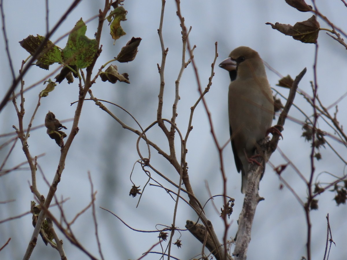 臘嘴雀 - ML646503708