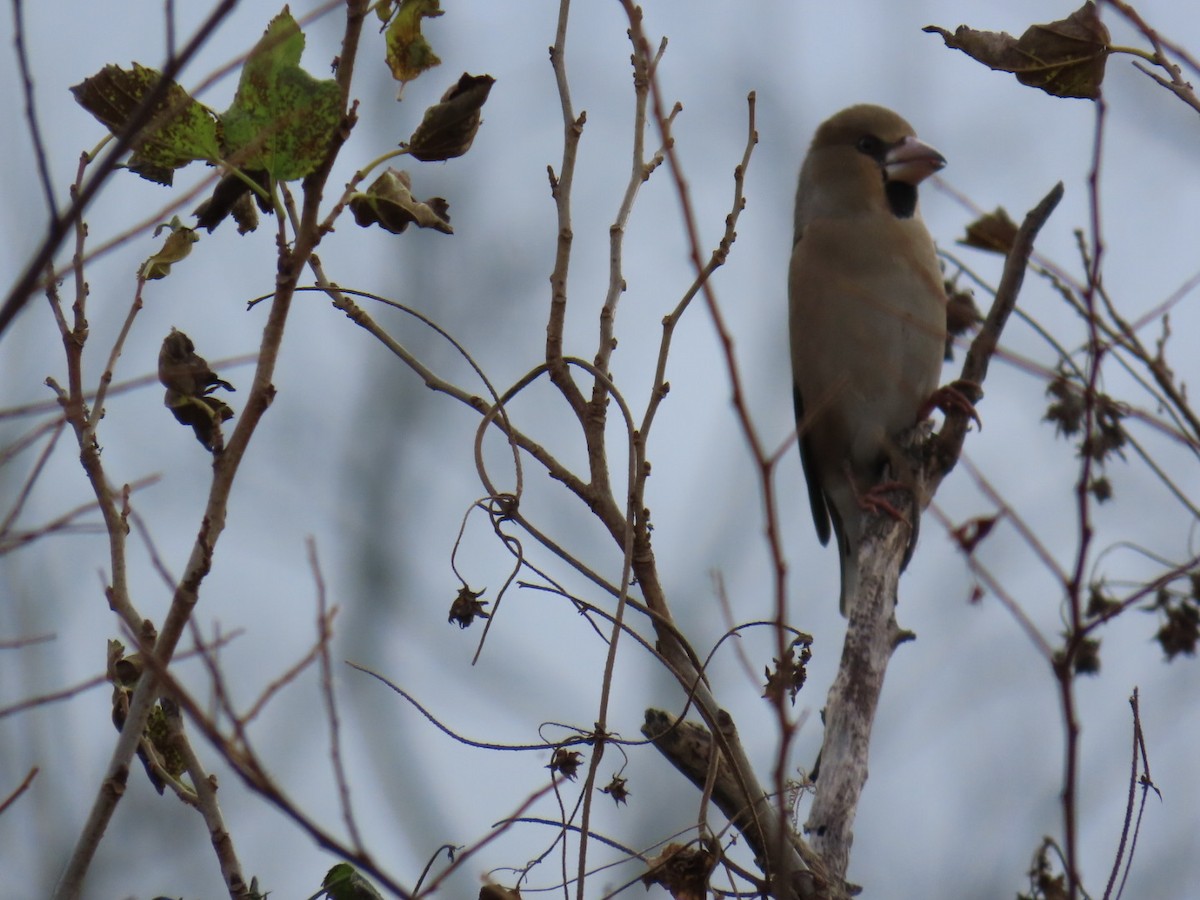 臘嘴雀 - ML646503709