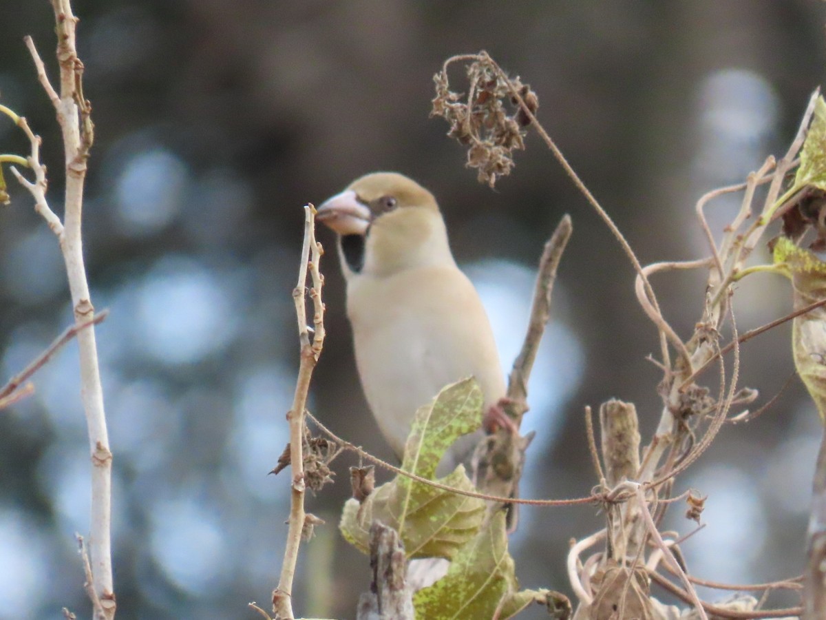 臘嘴雀 - ML646503710