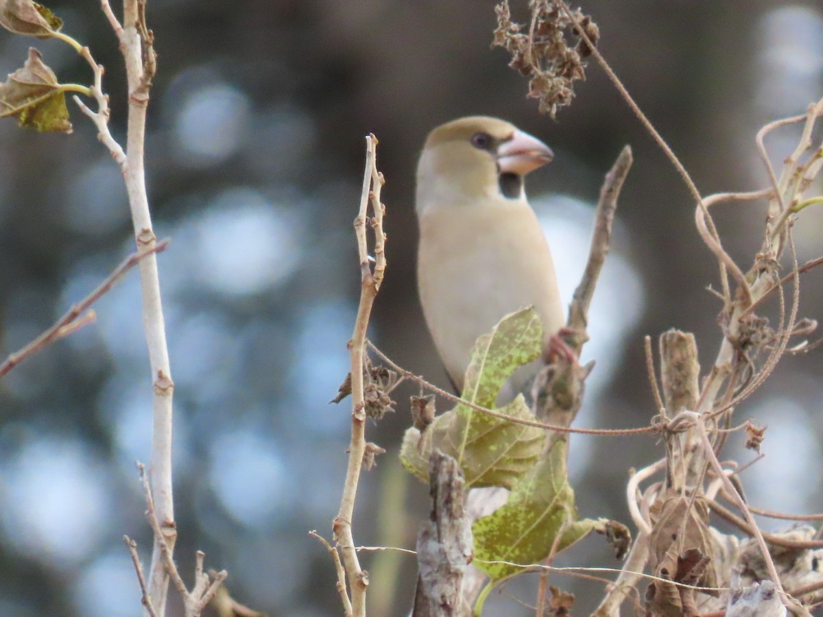 臘嘴雀 - ML646503711