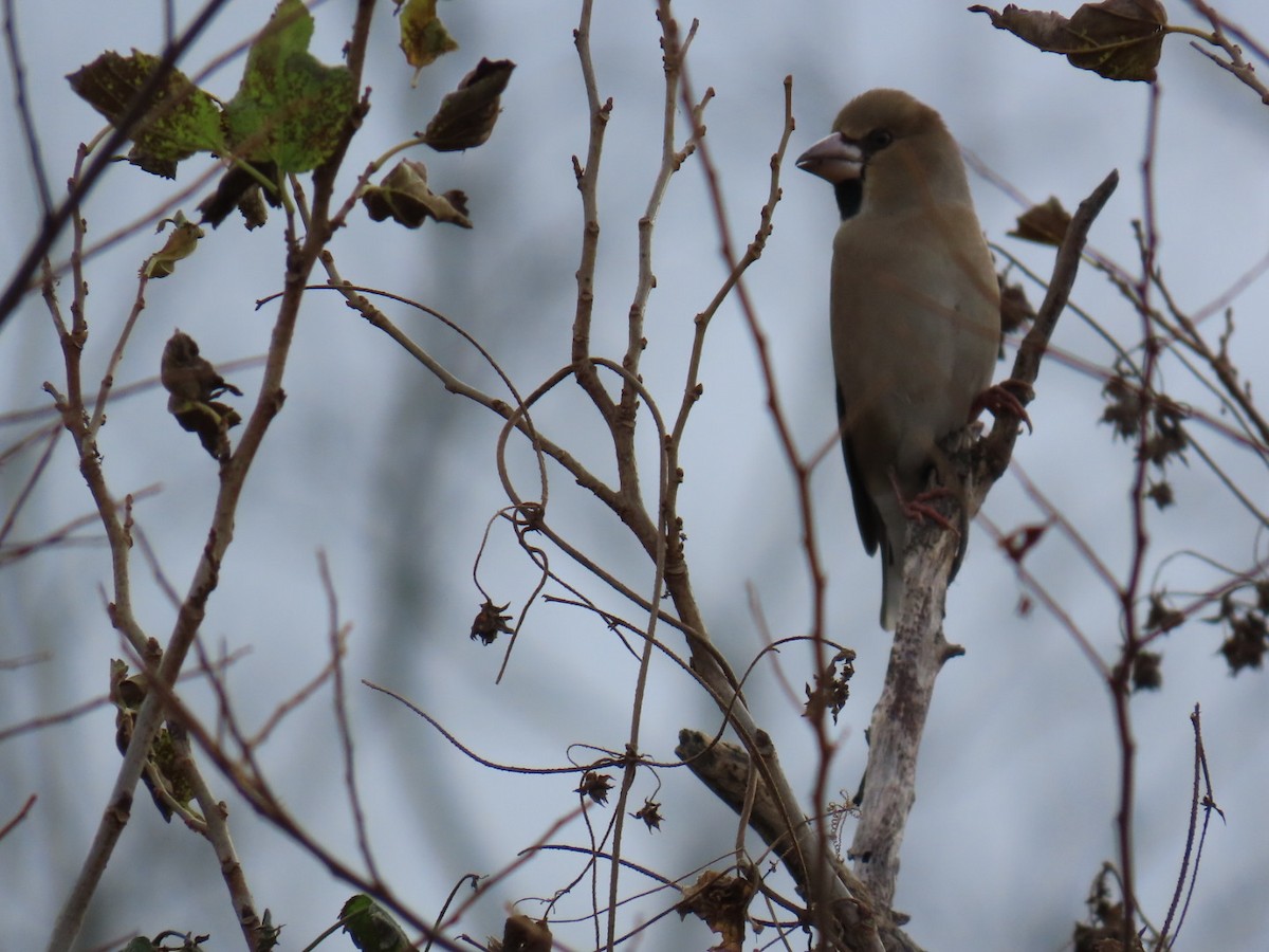 臘嘴雀 - ML646503712