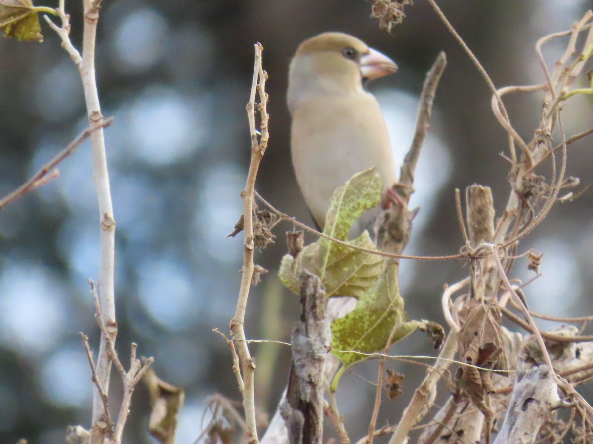 臘嘴雀 - ML646503713