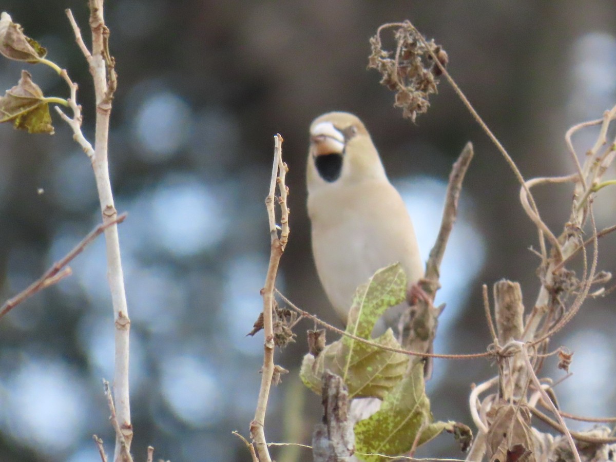臘嘴雀 - ML646503714