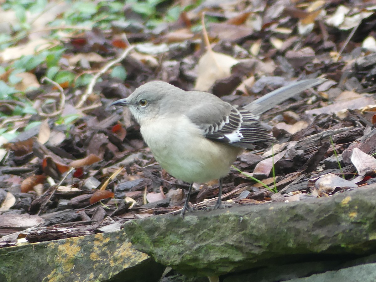 Northern Mockingbird - ML646503715