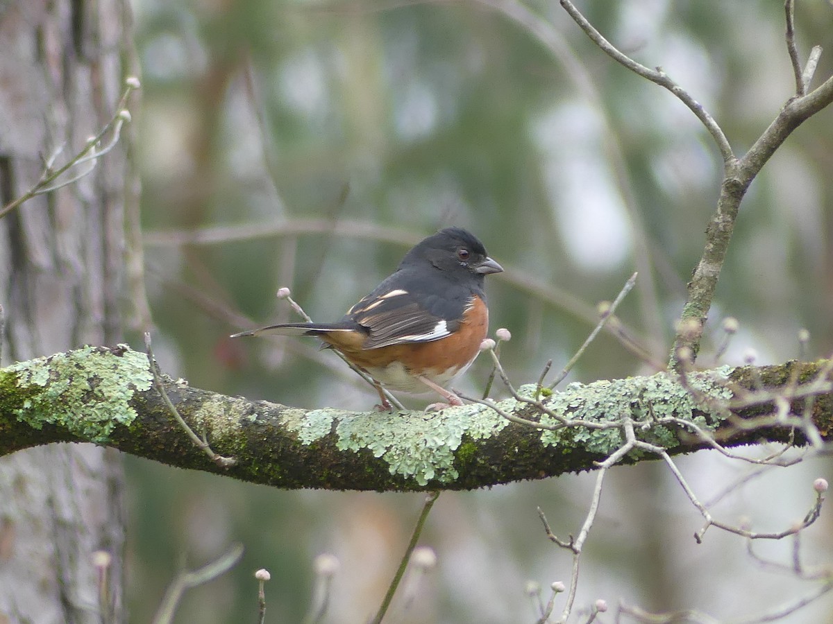 Eastern Towhee - ML646503716