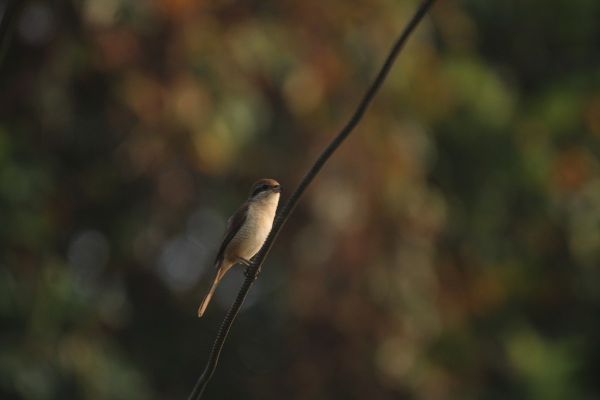 アカモズ - ML646503719