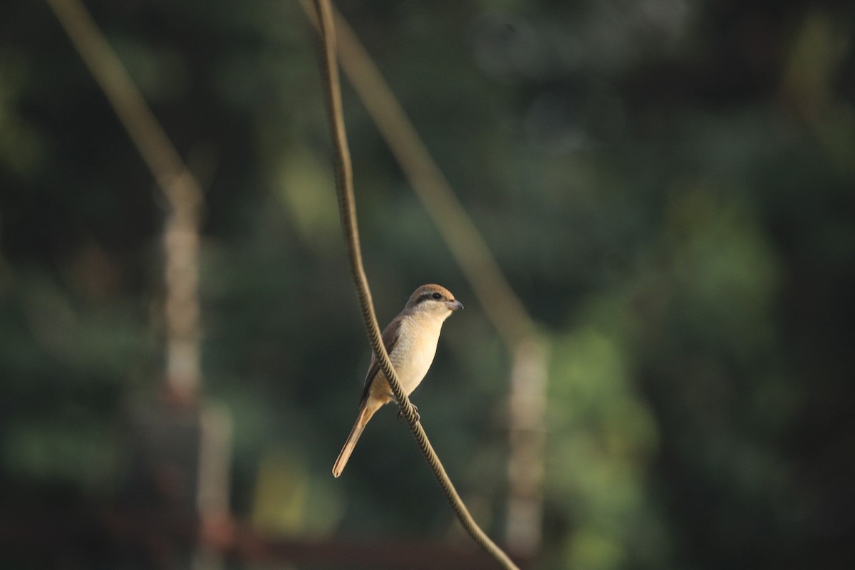 アカモズ - ML646503720