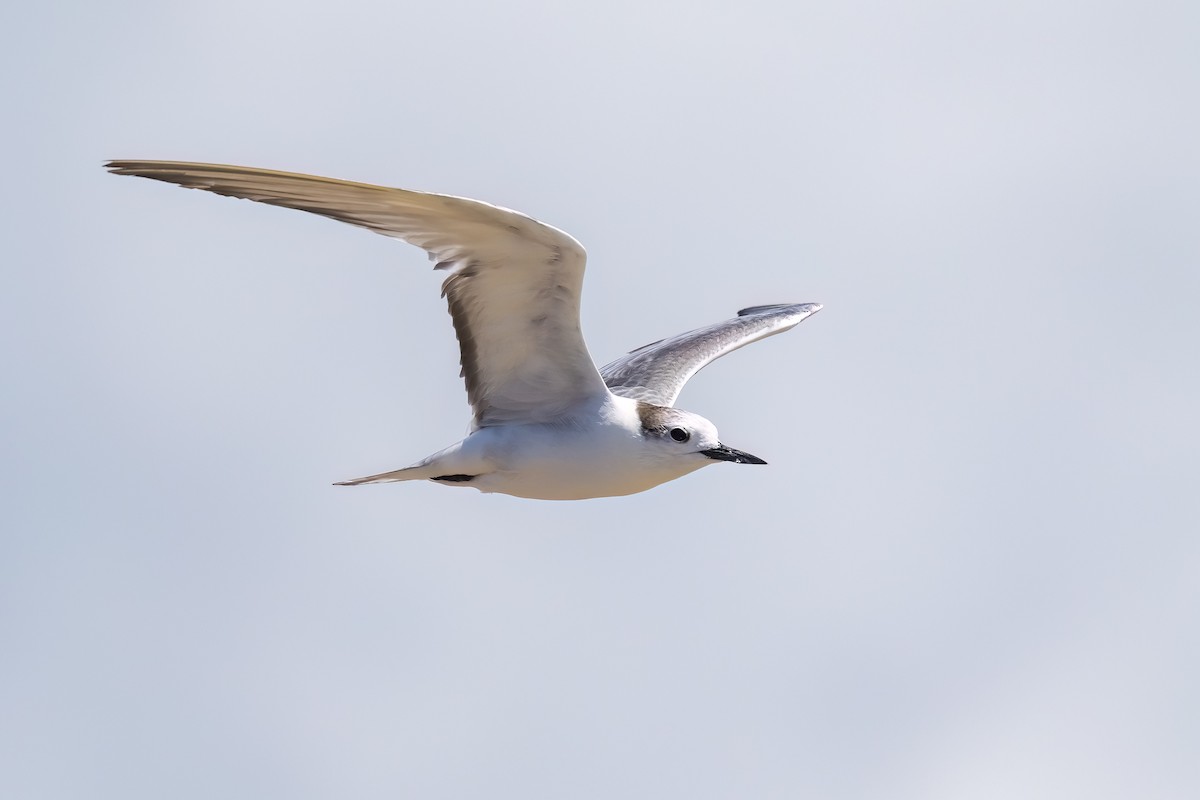 Крячок камчатський - ML646503721