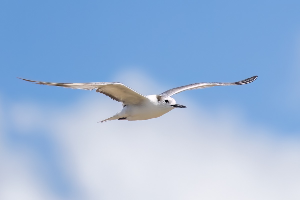 Крячок камчатський - ML646503722