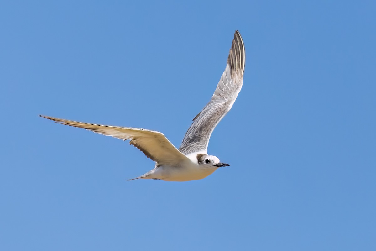 Крячок камчатський - ML646503723