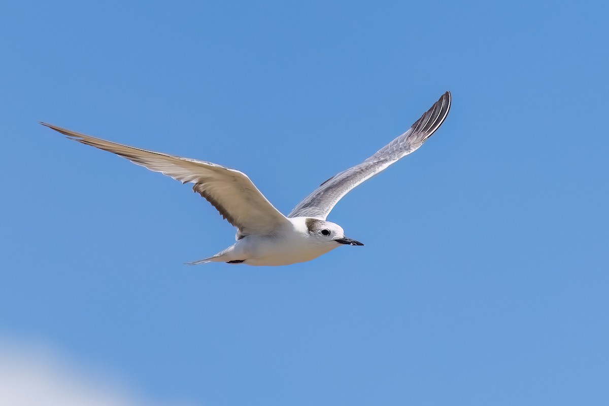 Крячок камчатський - ML646503724