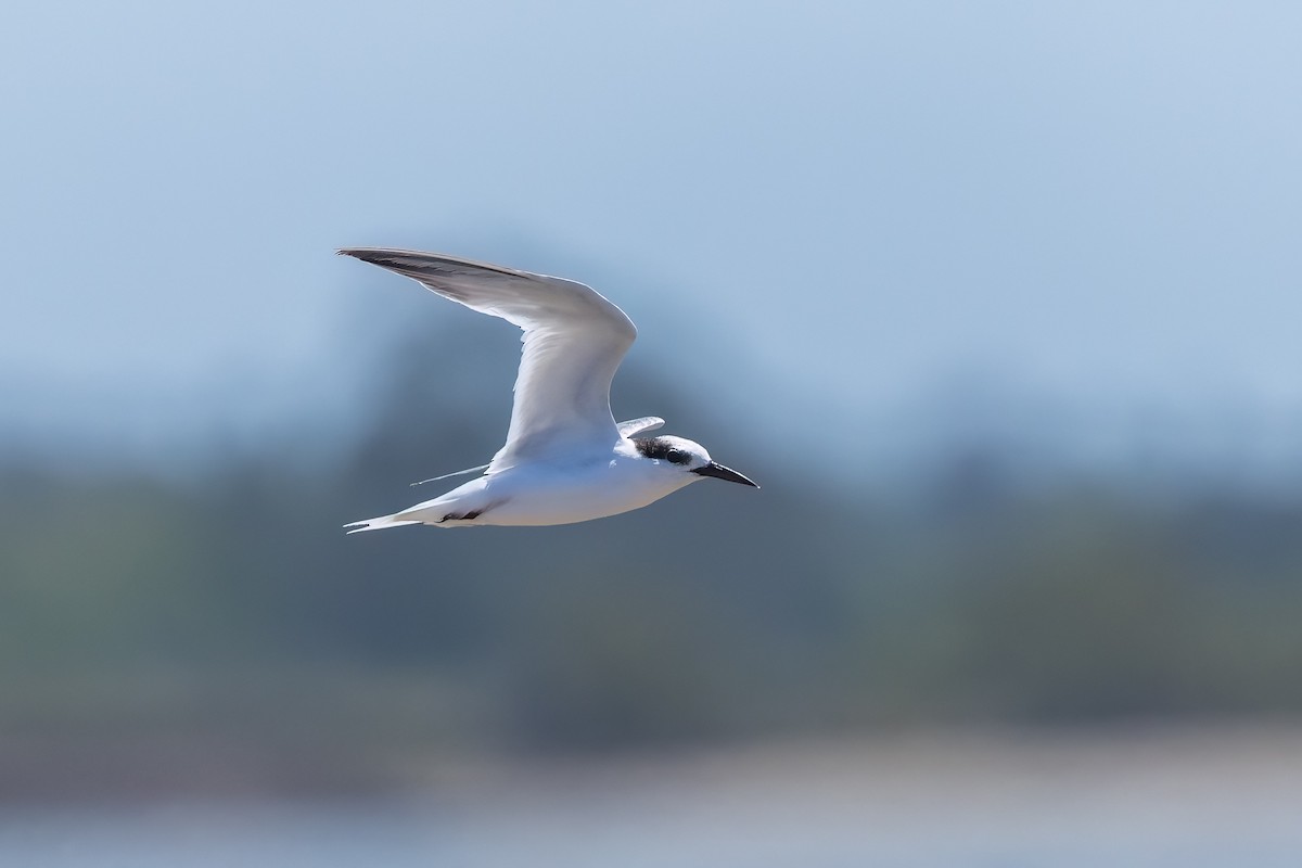 小燕鷗 - ML646503725