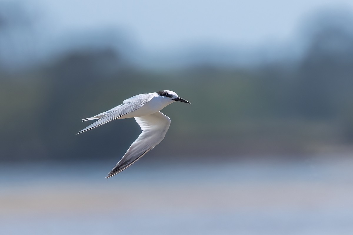 小燕鷗 - ML646503726