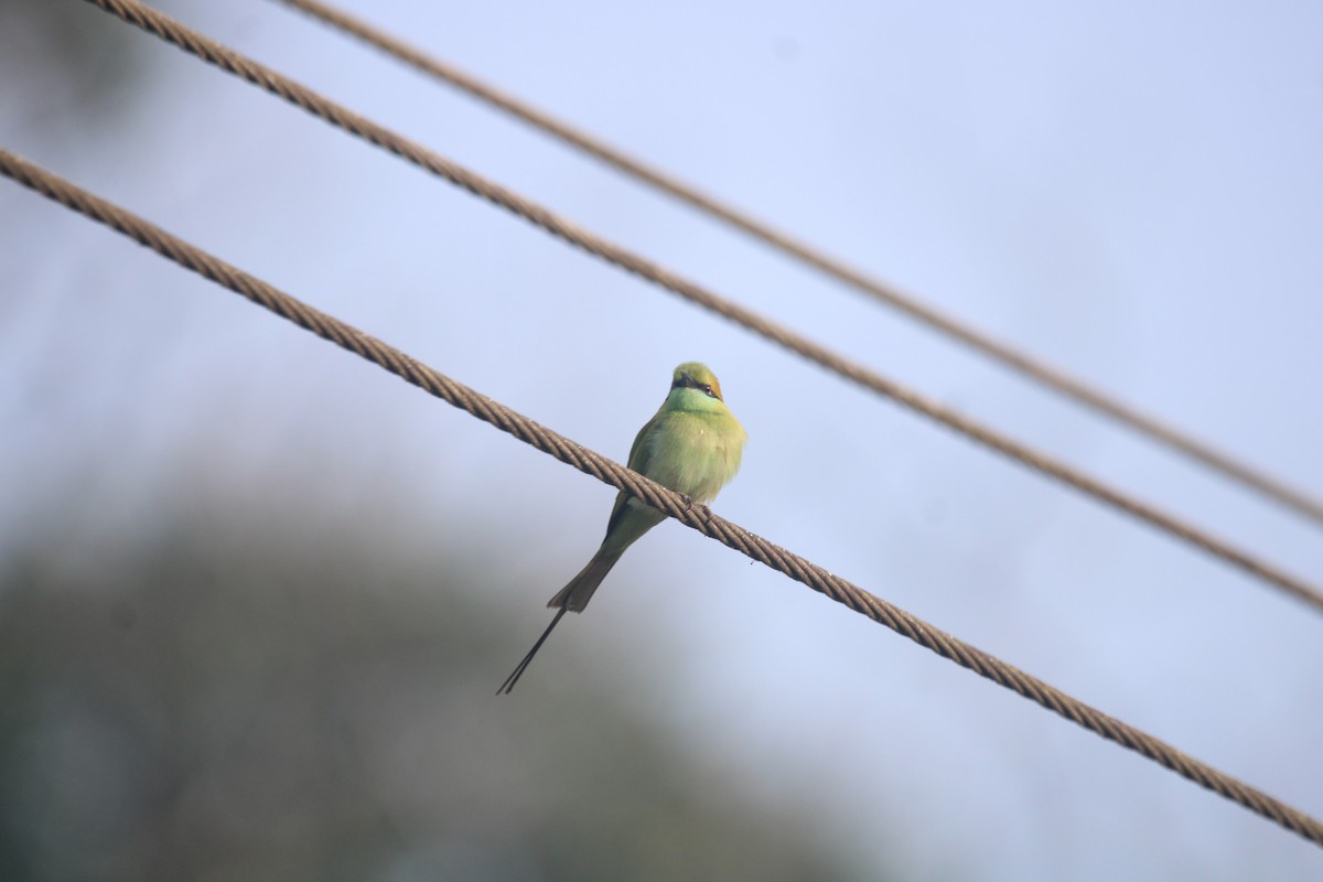 Asian Green Bee-eater - ML646503727