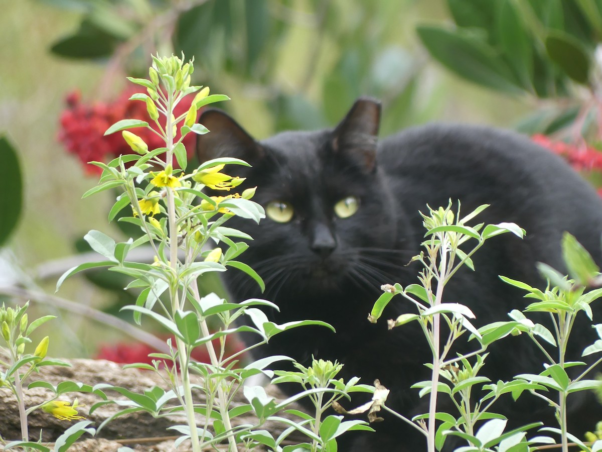 Domestic Cat - ML646503728