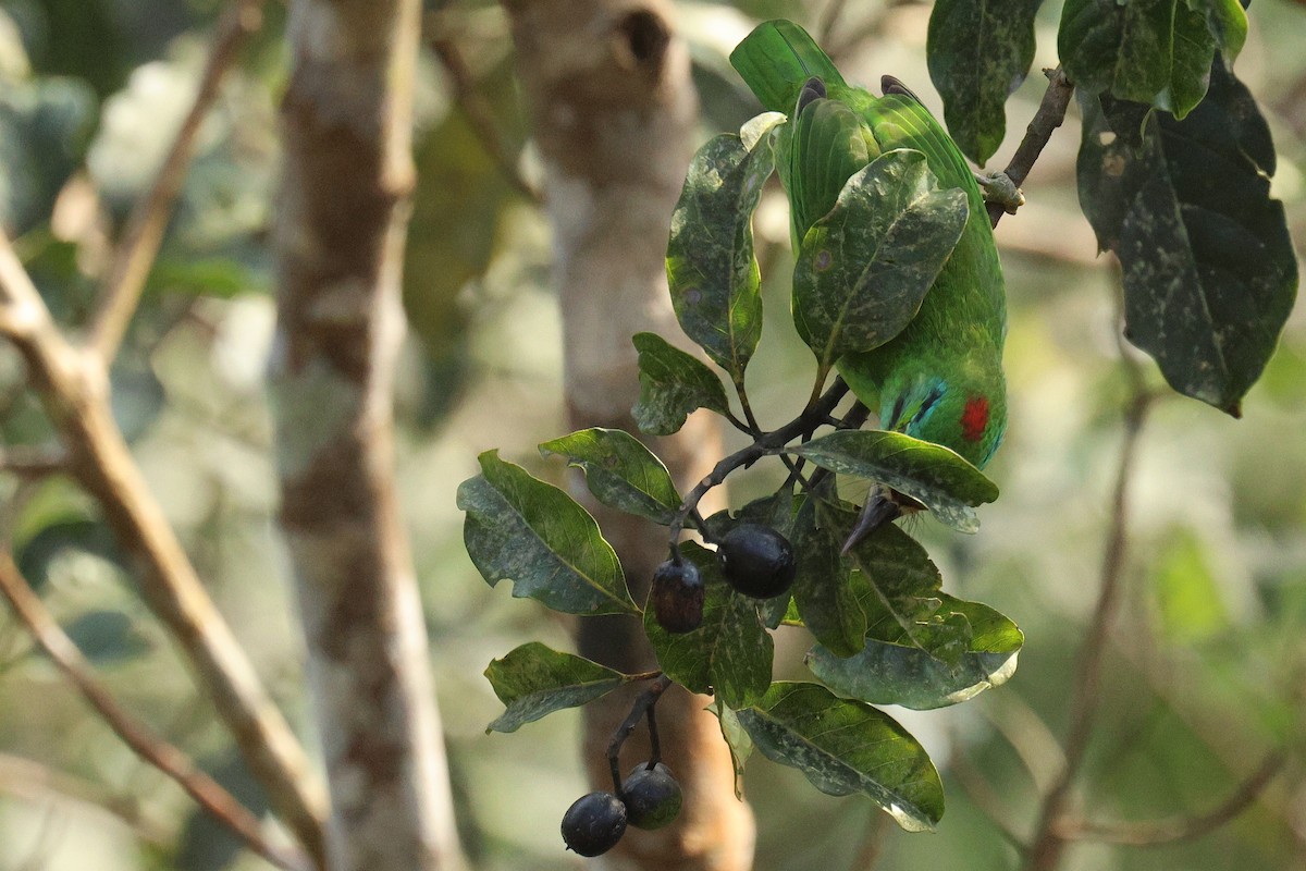 クロヒゲゴシキドリ - ML646503729