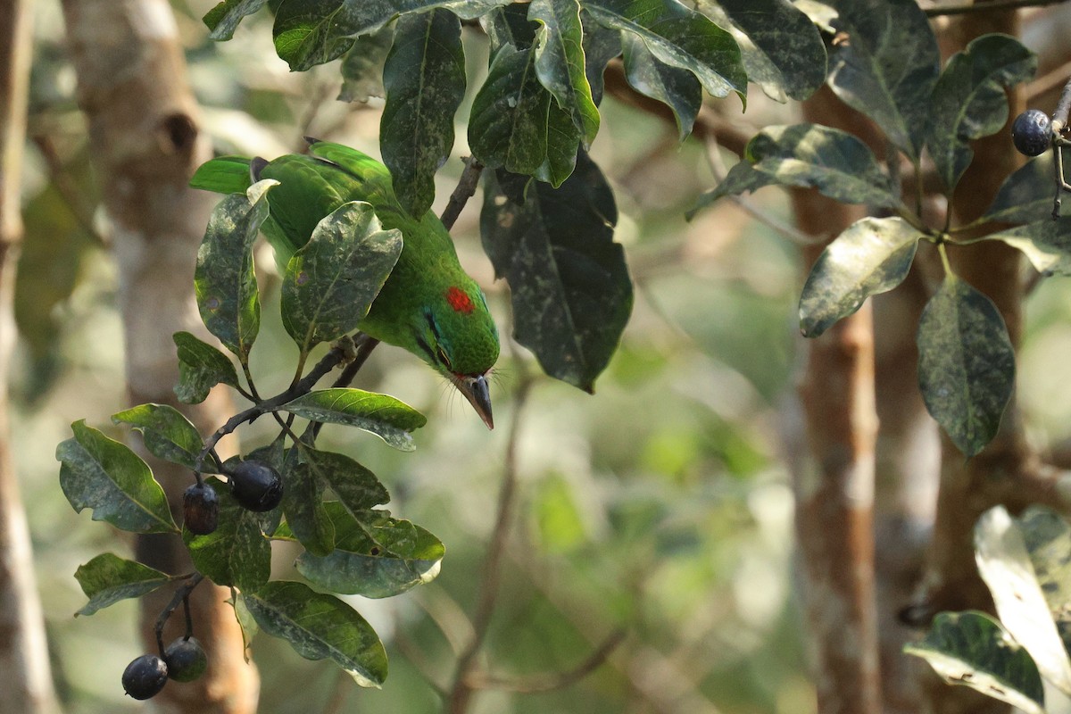 クロヒゲゴシキドリ - ML646503730