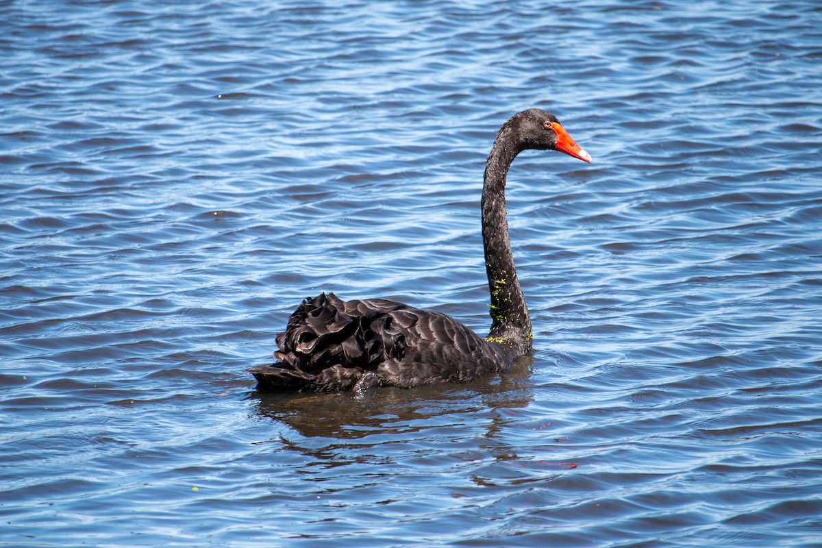 Black Swan - ML646503731