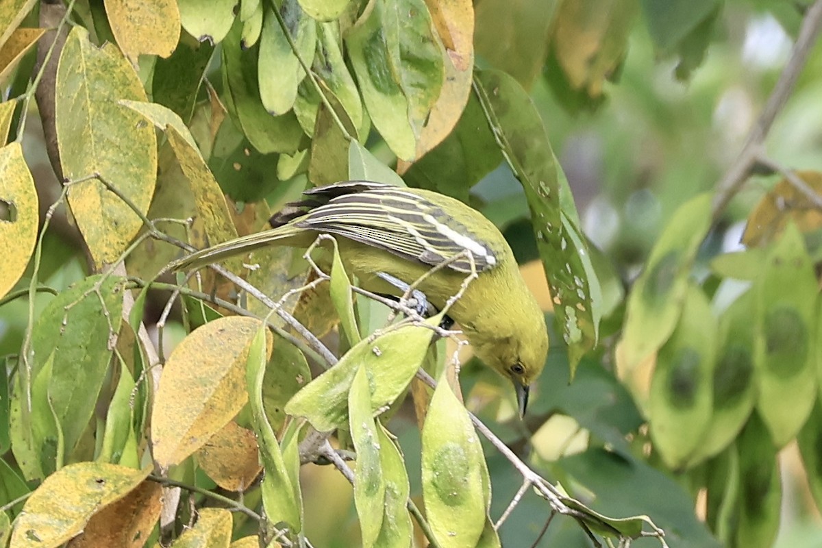 Common Iora - ML646503732