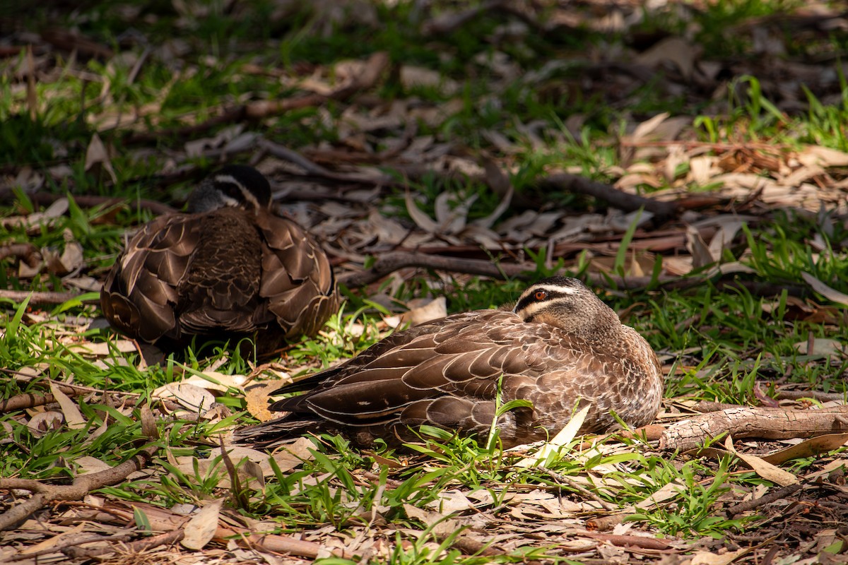Pacific Black Duck - ML646503733