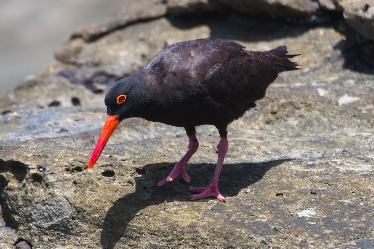 Австралийский кулик-сорока - ML646503734