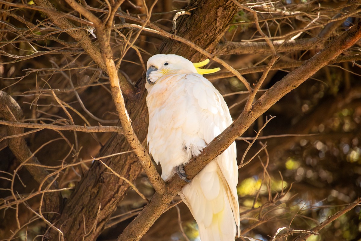 Sulphur-crested Cockatoo - ML646503735