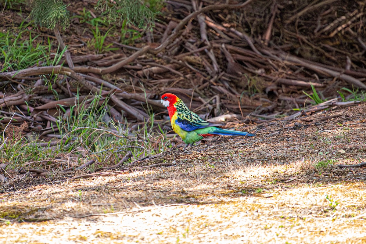 Rosella orientale - ML646503736