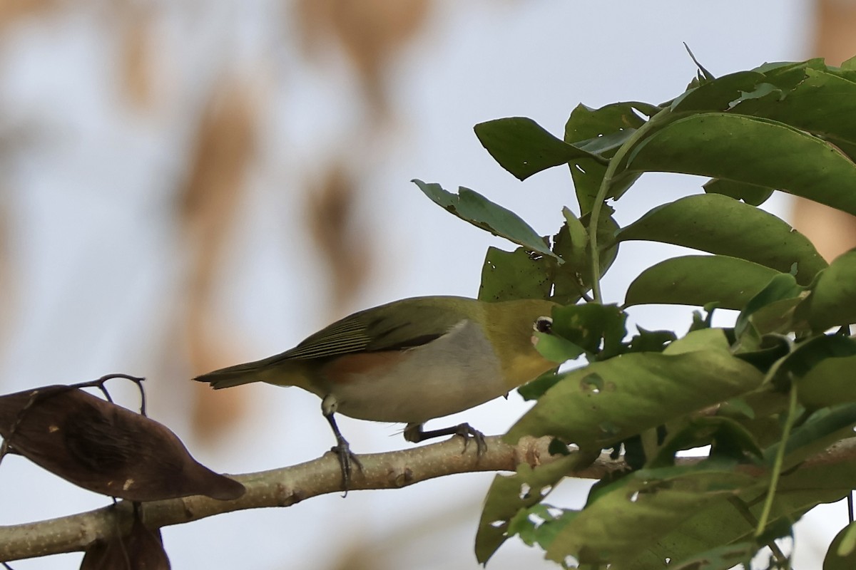 Chestnut-flanked White-eye - ML646503737
