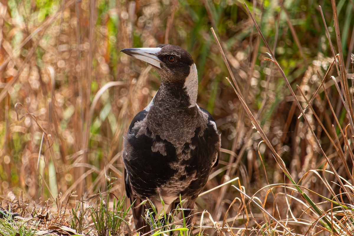 Australian Magpie - ML646503739