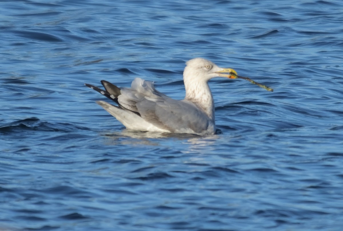 Larus sp. - ML646503742