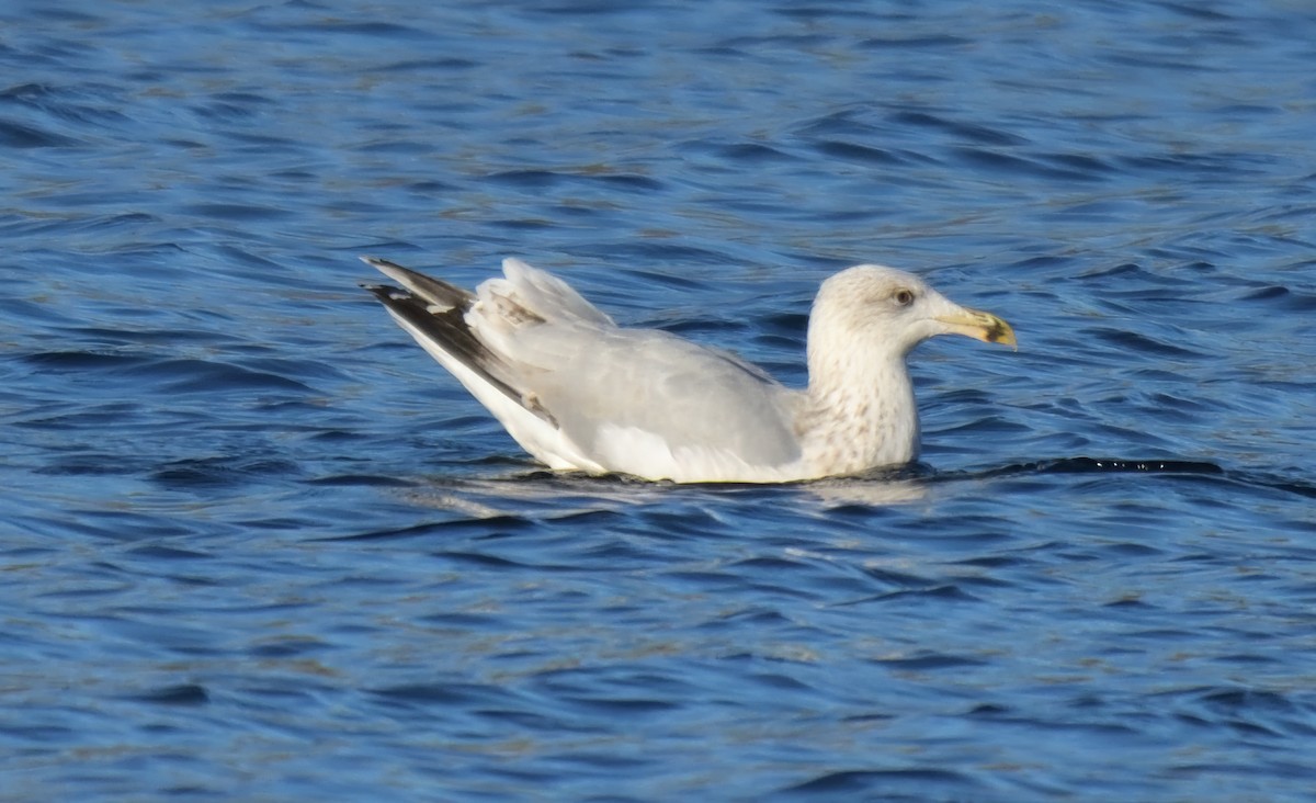 Larus sp. - ML646503743