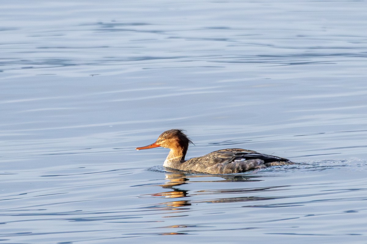 morčák prostřední - ML646503745