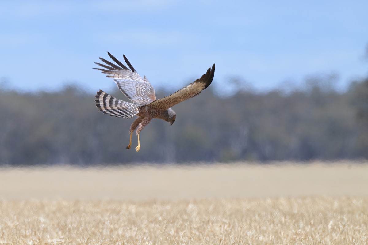 Spotted Harrier - ML646503746