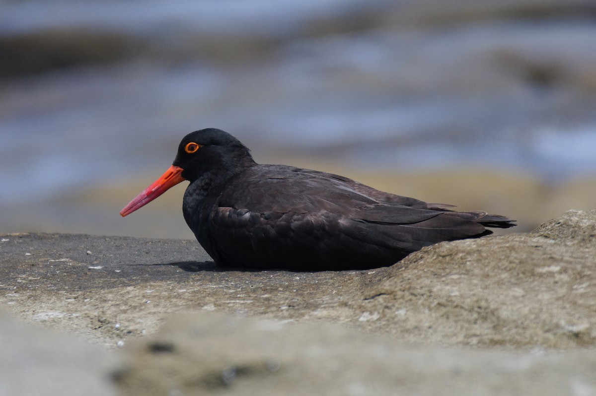 Австралийский кулик-сорока - ML646503747