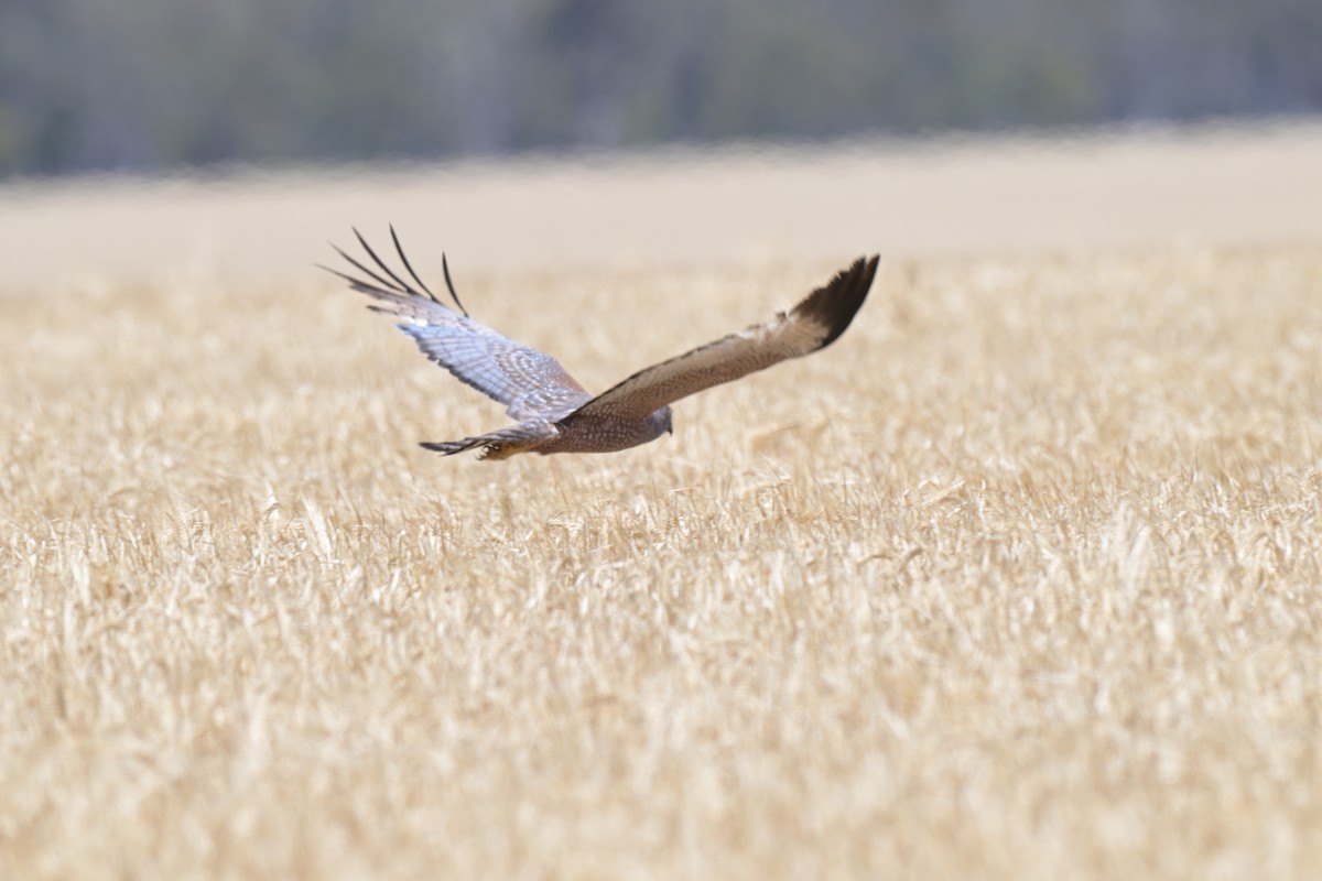 Spotted Harrier - ML646503748