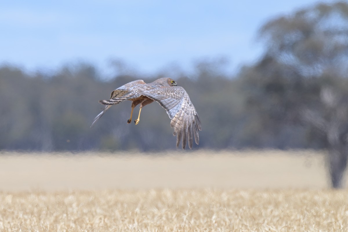 Spotted Harrier - ML646503749