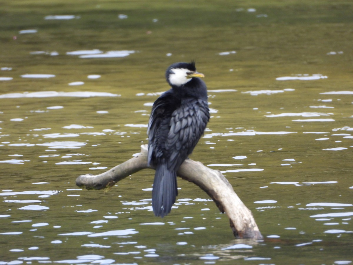 Cormorán Piquicorto - ML646503750