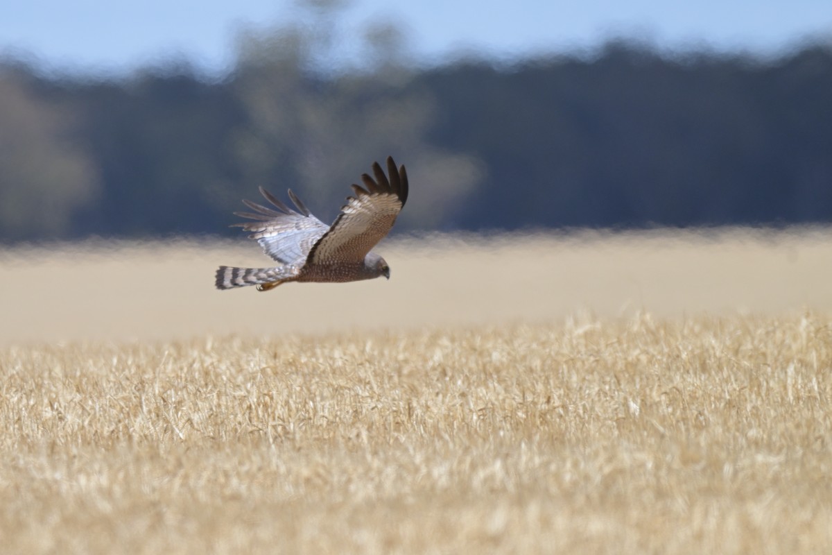 Spotted Harrier - ML646503752