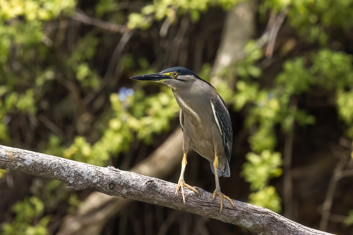 綠簑鷺 - ML646503753