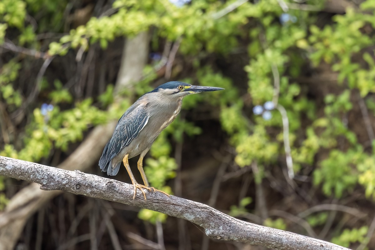 綠簑鷺 - ML646503754