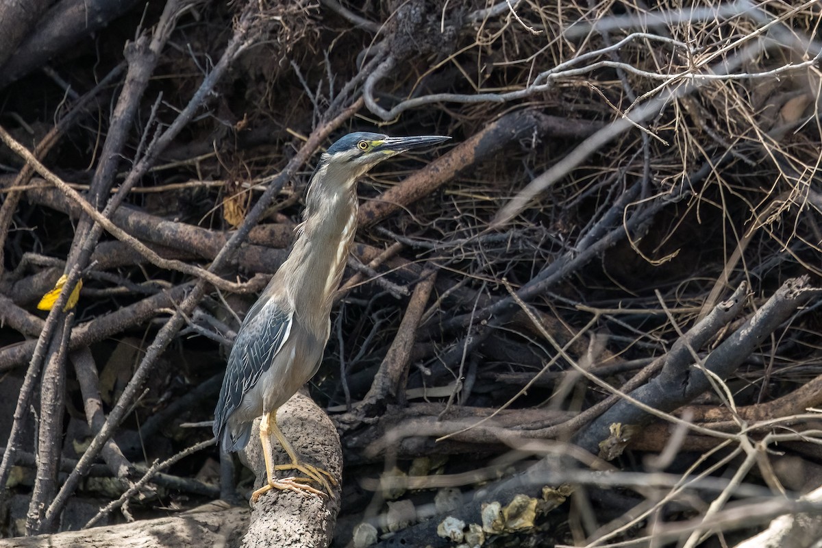 綠簑鷺 - ML646503755