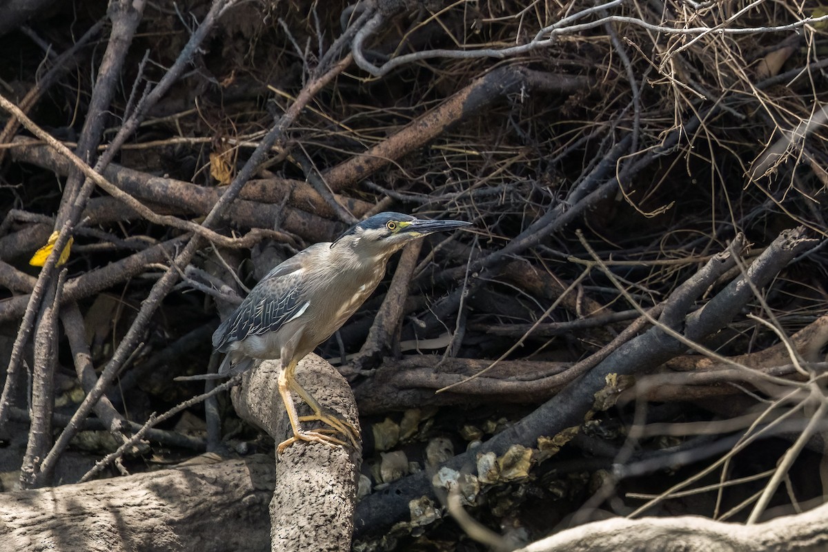 綠簑鷺 - ML646503756