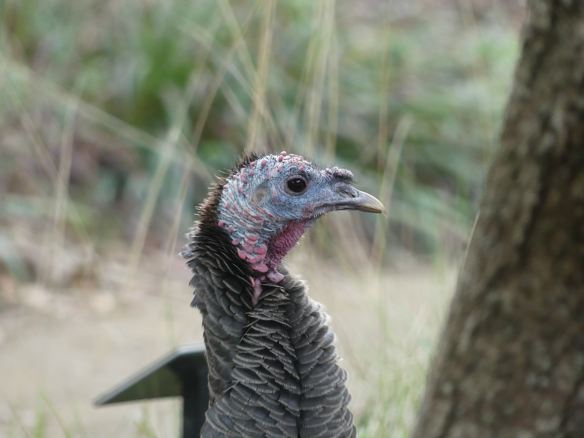 Wild Turkey - ML646503757