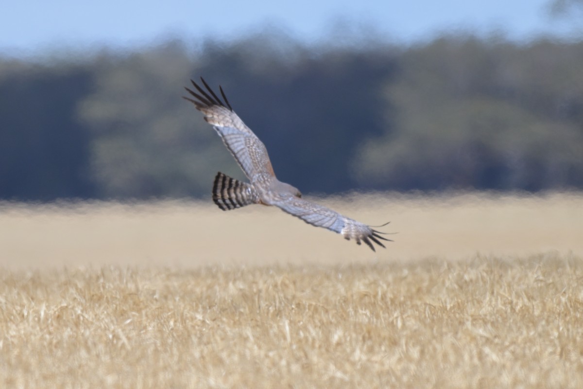 Spotted Harrier - ML646503758