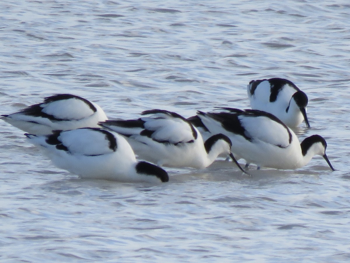 Алаг ээтэн - ML646503759