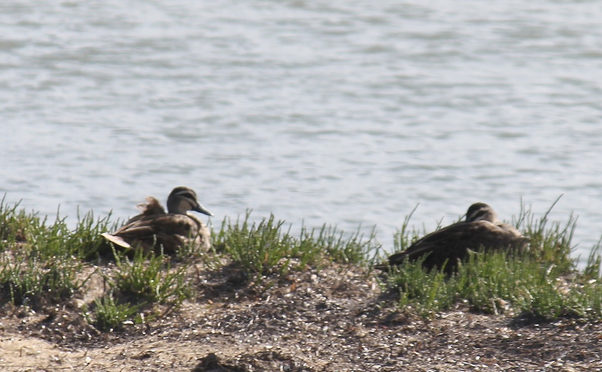 Ánade Cejudo - ML646503760