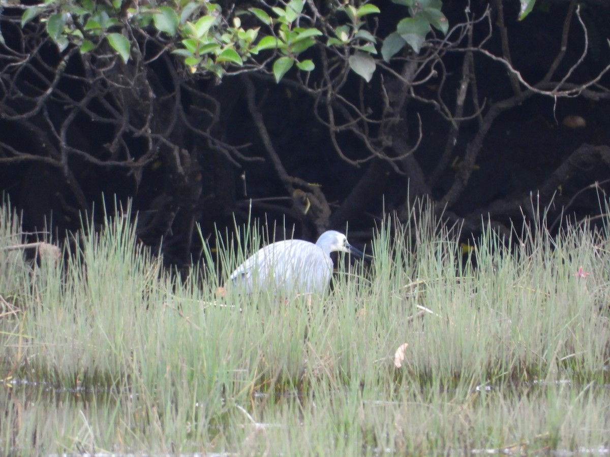 Garceta Cariblanca - ML646503761