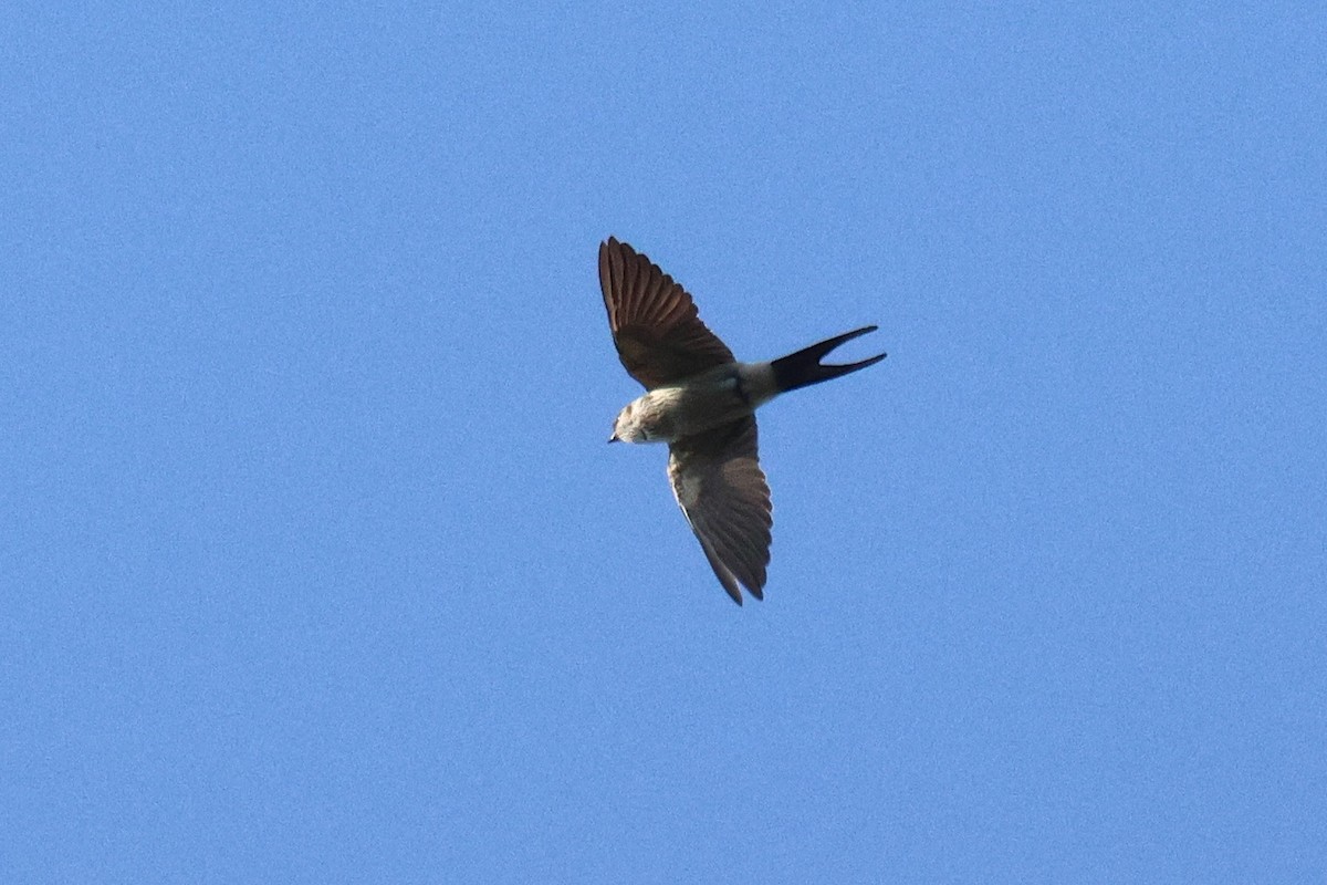 コシアカツバメ - ML646503762