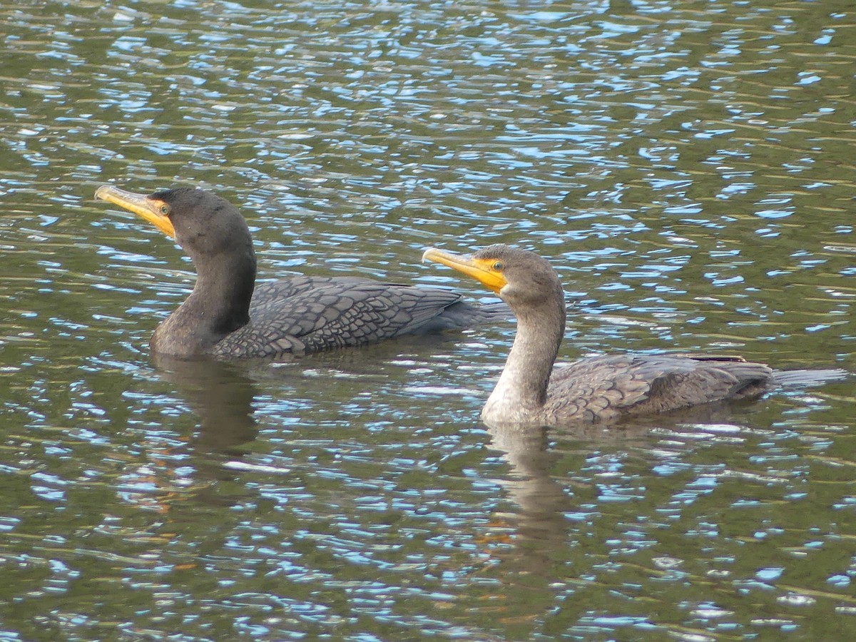 Ушастый баклан - ML646503764